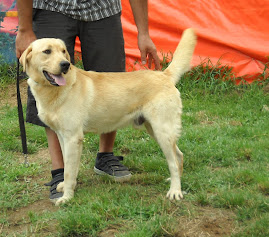 SAHİPLENDİRİLECEK  KÖPEKLERİMİZ