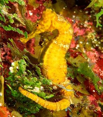 Seahorse Fin