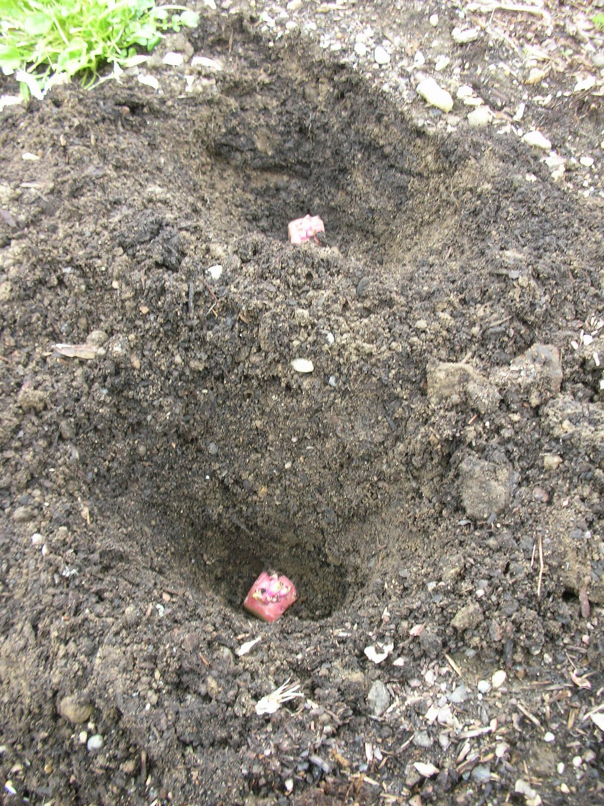 Julia's Gardens Growing Chitted Potatoes