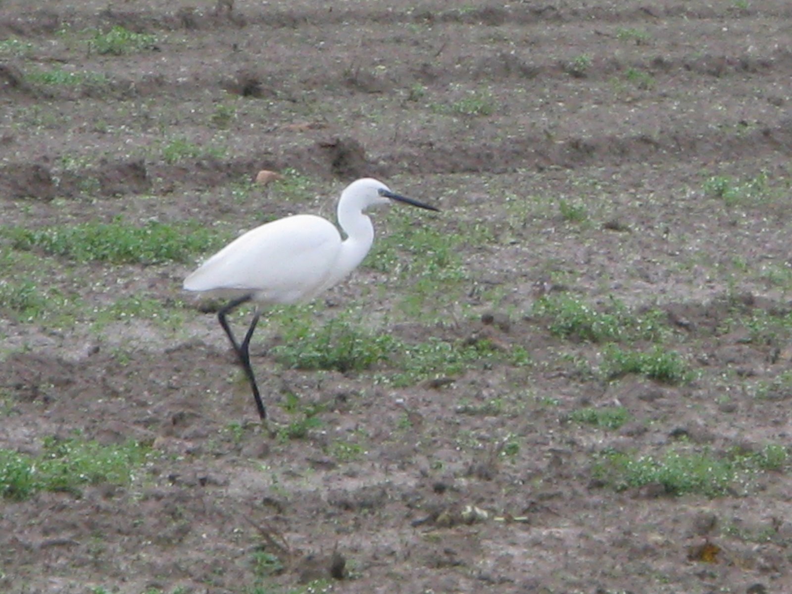 verderame lio piccolo