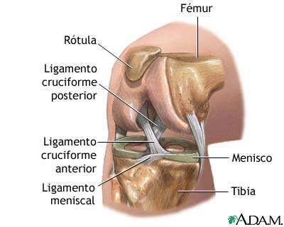 Aqui en la imagen se ve las diferentes partes de la rodilla, en la cual imaginarse L.anterior,menisco y L.lateral rotos.