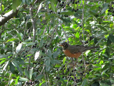 american robin