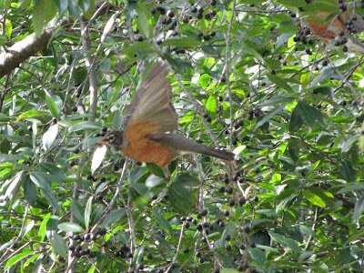 Turdus migratorius