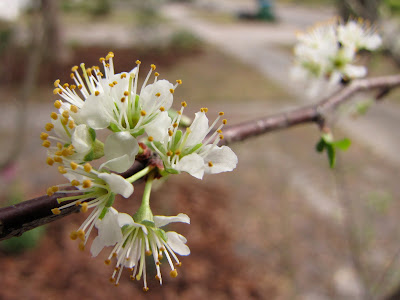 florida ume