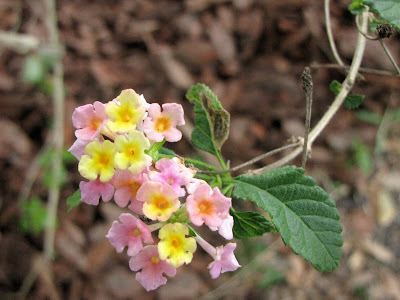 Verbenaceae