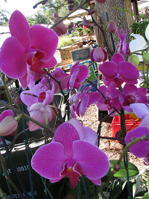 winter park orchids