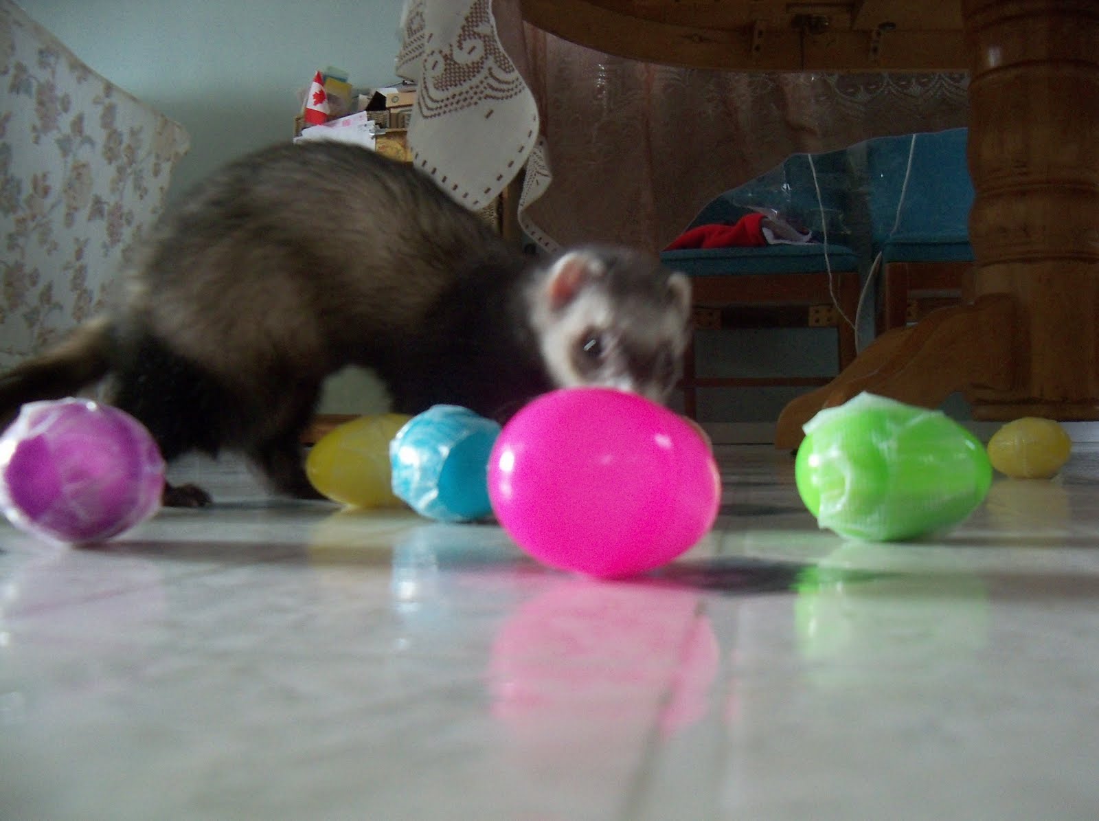 Ferrets in the North More ferret toy ideas
