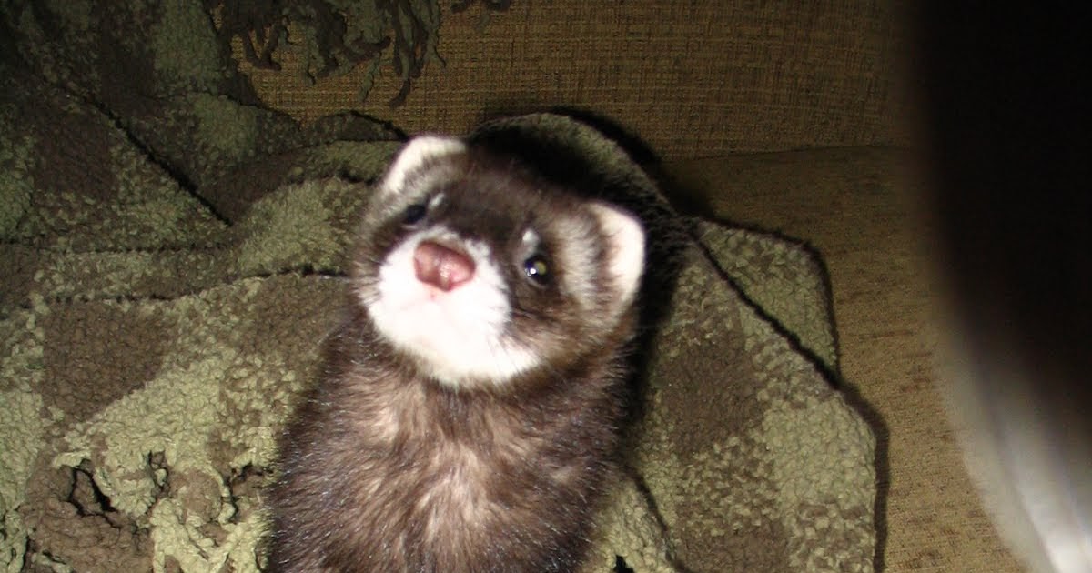 Ferrets North Adoptables Kael has been adopted =)