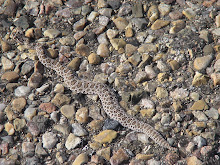 Young Rattle Snake