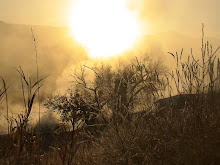 Steam from Hot Springs