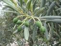 Cal Martí olives