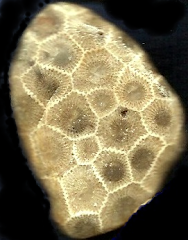 PETOSKEY STONE/ALIEN BRAIN CELLS