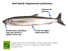 Surf Smelt