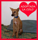 Colito (Pomarola) ADOPTADA!