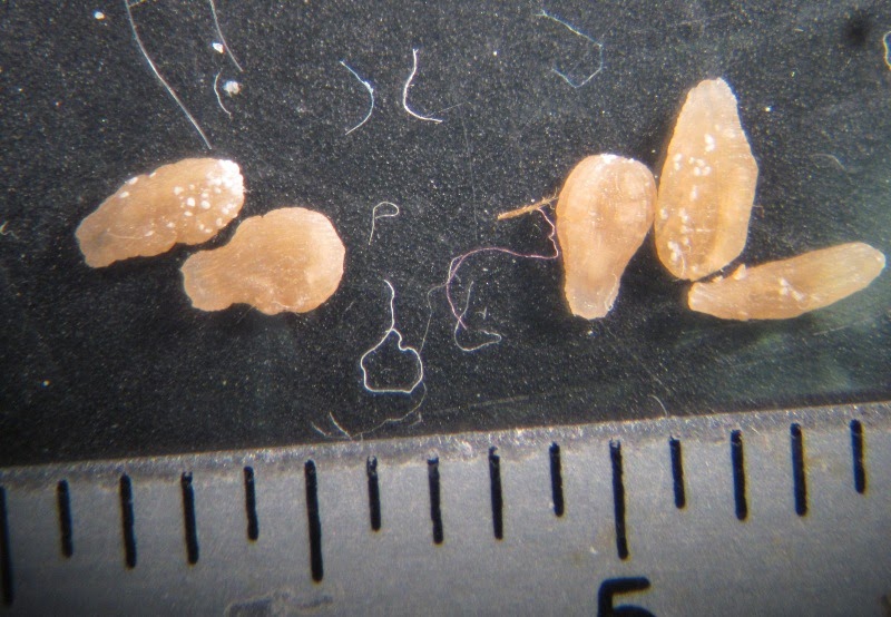 Insects in the City The bizarre life of a parasite