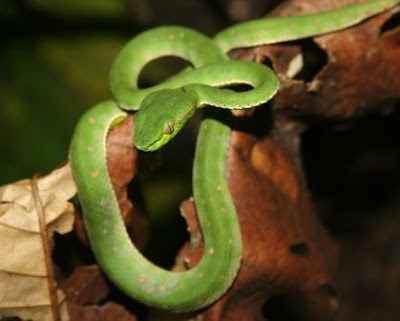 http://2.bp.blogspot.com/_hvoKBhKah2U/SRwLQo9Zc3I/AAAAAAAAAZM/U3Gg9czlvl4/s400/jungle-snake.JPG