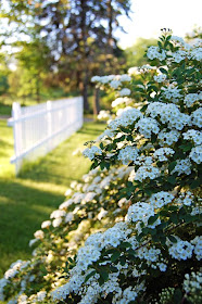 Synch Ro Ni Zing The Bridal Wreath