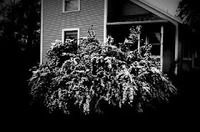 Vanhoutte S Spirea Bridal Wreath Spirea Featuring New Plants