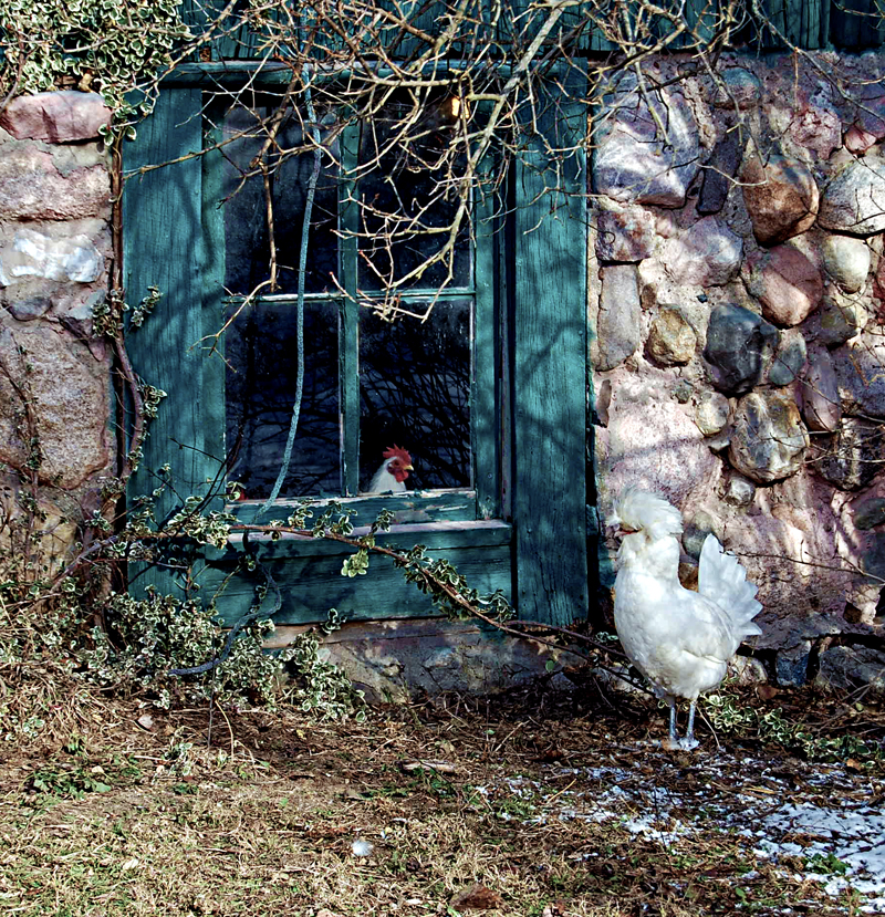 RUMI DAYS A Great Wagon