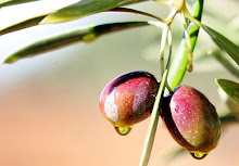 Reportaje: Elaboración del aceite de oliva