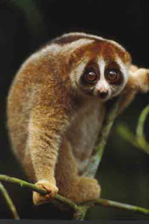 Keputihan+berwarna+coklat