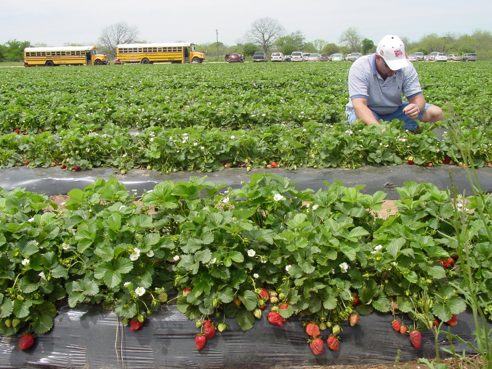 Lick The Bowl Good Strawberry Fields Forever