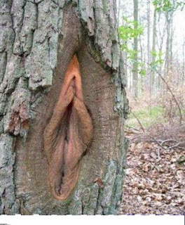 [Image: nature%2B2.jpg]