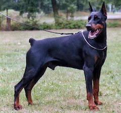 este es un perro doberman