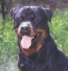 Perro Rottweiler