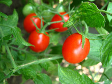 Grape Tomatoes