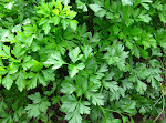 Italian Parsley