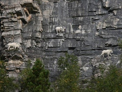 gallery mountain goats picture
