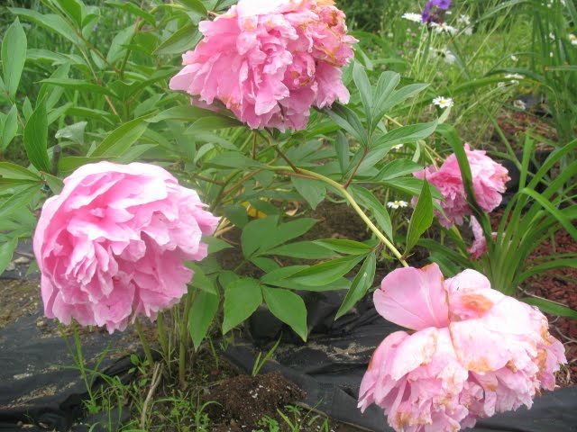 Does what I eat affect my ulcer? - by Caroline Breeze - Helium