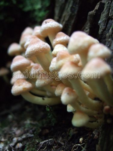 Gambar fungi