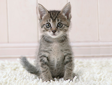 kitten kitten