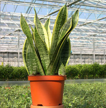 [sanseveria.jpg]