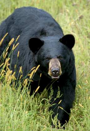 Bears In Maine