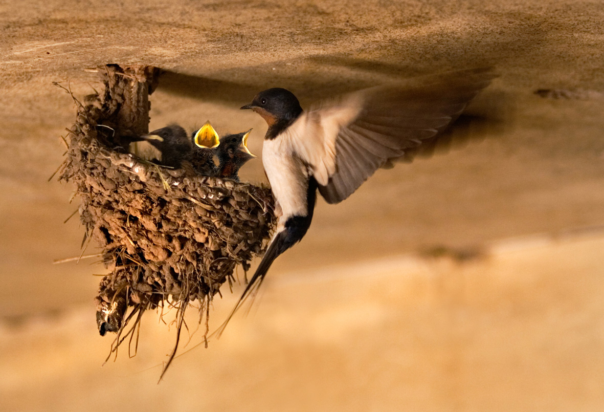 Quand les oiseaux partent du nid ?