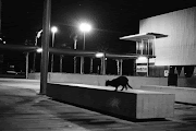 Snapping detail pics at our leisure. (barce cat)