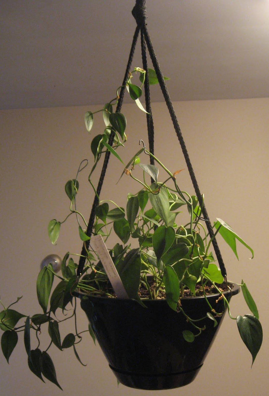 [Plant+Blog+064.JPG]