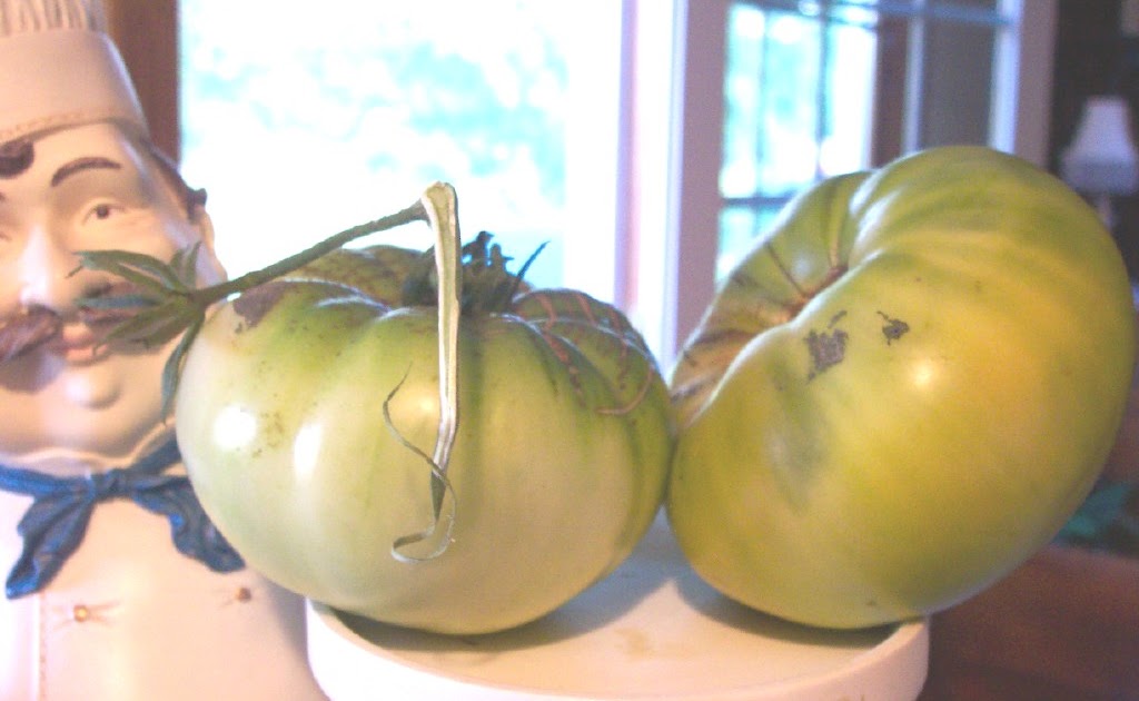 Tomato Addict Green Giant