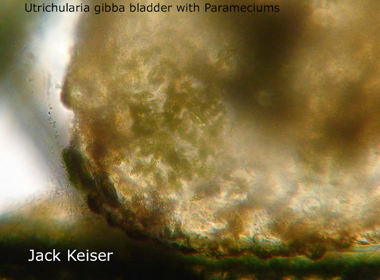 Utrichularia gibba bladder with Paramecium