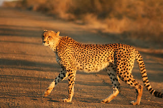Cheetah Coloring Pages Cheetah Coloring Pages