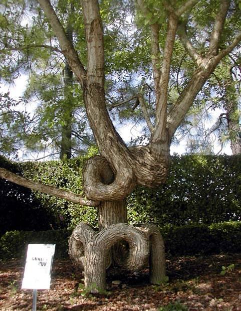 [tree6.htm]