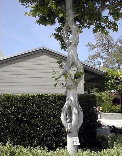 [tree7.htm]