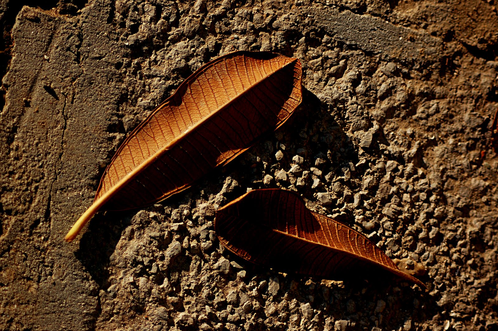 [DSC_0260.JPG]