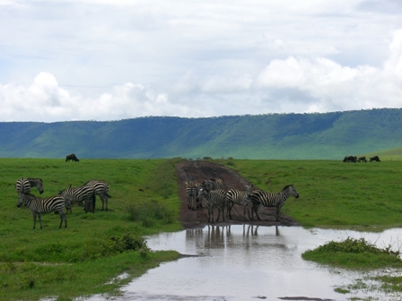 [wildlife_zebra.JPG]