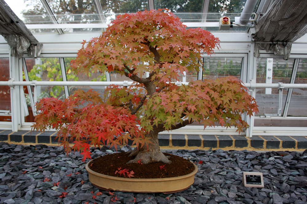 Huerto Improvisado Improvised Vegetable Garden Bonsais en el jardin
