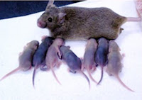 Miraculous birth. A Chinese group isolated stem cells from mouse ovaries, transplanted them into sterilized mice, and got these normal babies.