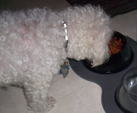 Buddy is eating out of his new dogbols